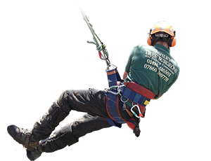 Tree Surgeon