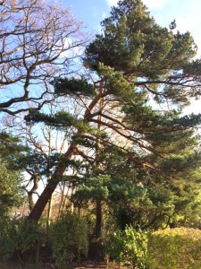 Ashley Tree Surgeons