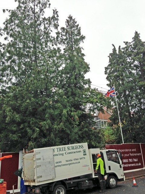 Removal of Cypress trees in Fleet for Churchill Retirement Living