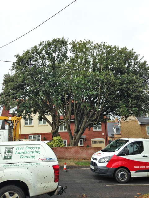 Holm Oak reduction in Barton on Sea