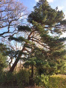 Dangerous Pine – Sectional fell 24 hours after tree was inspected by Barry and Council giving authorisation