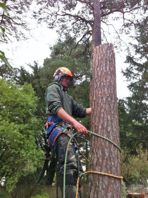 Tree Surgery