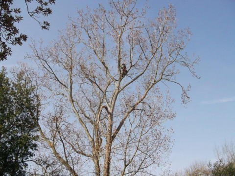 Tree Surgery