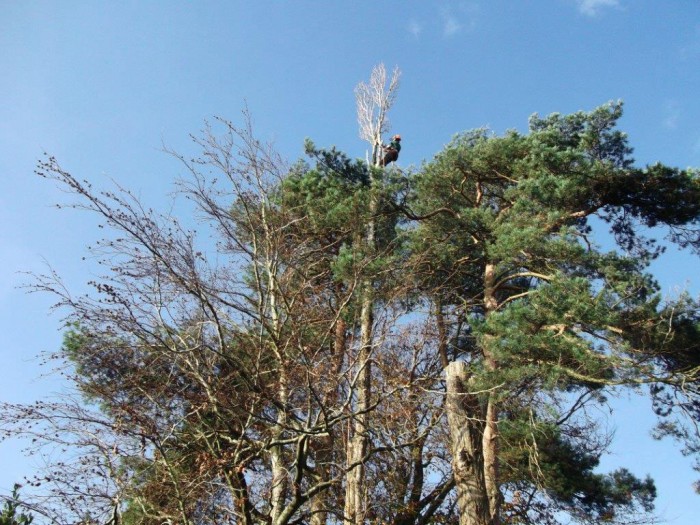 Tree Surgery