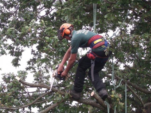 Tree Surgery