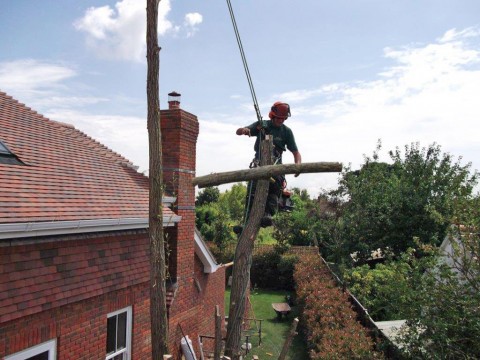 Tree Surgery