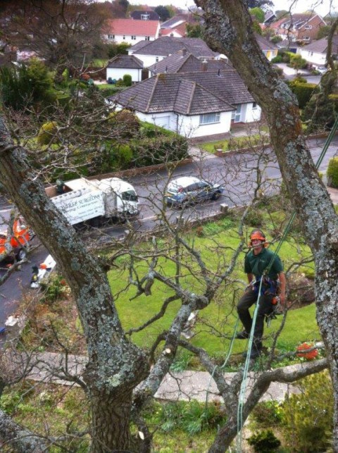 Tree Surgery