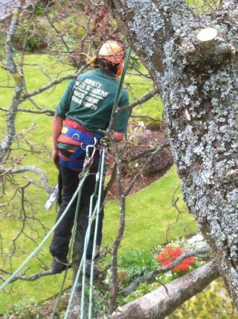 Tree Surgery