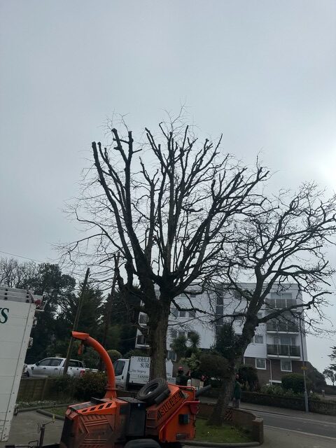 Lanscaping - Ashley Tree Surgeons