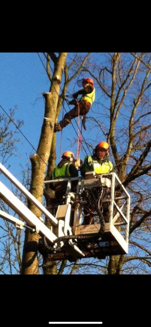 Lanscaping - Ashley Tree Surgeons