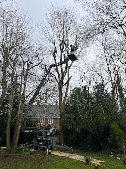 Lanscaping - Ashley Tree Surgeons